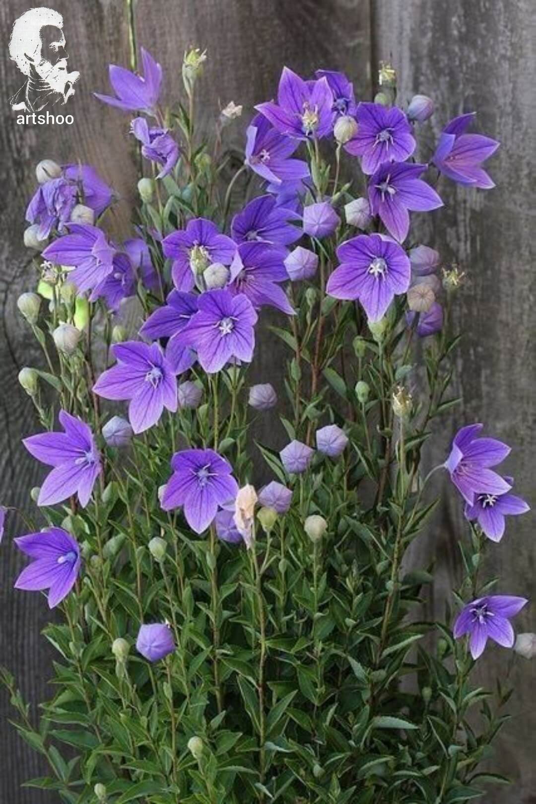 آموزش نقاشی رنگ روغن